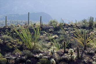 Cacti in the Sonoran desert