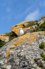 Yellow-legged gull 'Larus Michahellis. Atlantic Islands Galicia Maritime Terrestrial National Park