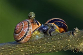 Grove snails
