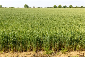 Side view of green wheat crop growing in arable field