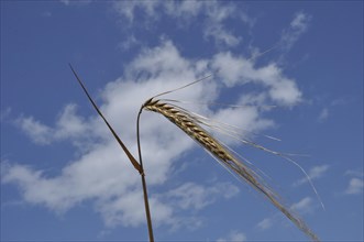 Ear of barley in Brittany