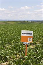 Notice board for seeds of the company JOSEPHINA KWS on a sugar beet field