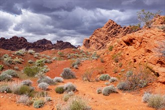 Red sandstone rock formations in Valley of Fire State Park near Overton