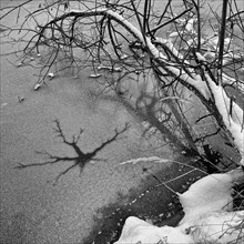 Star-shaped cracks in the ice with fallen tree