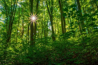 Sun star in a deciduous forest
