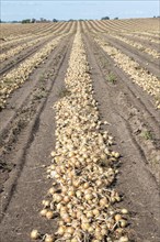 Harvested yellow onions in rows for drying in the field on Loederup