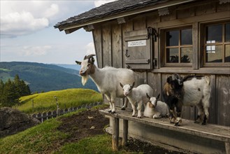 Mountain inn and goats