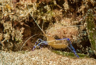 Pederson's partner shrimp