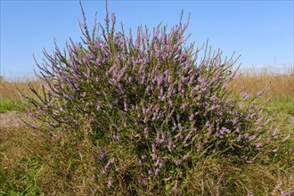 Flowering common heather