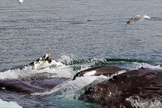 Humpback whales with wide open mouths bubble feeding