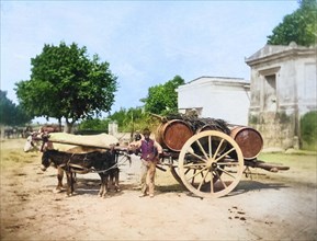 Winegrower with a cart drawn by an ox and a donkey