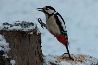 Great spotted woodpecker female with nut in beak flying to tree trunk left looking in snow