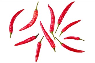 Top view of whole baby chilli pepper scattered on white background