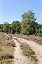 Path through the flowering heathland