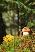 Young edible mushroom of the species orange birch bolete