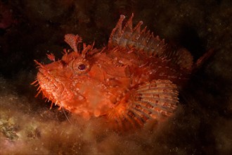 Close-up of red scorpionfish