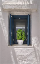 Frontal shot of flower pot with basil plant on window sill of whitewashed house in summer sunshine and shadows. Traditional seasoning herb for Greek and Italian cuisines