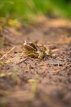 Frog in the forest
