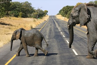 Elephants