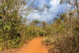 Dirt path surrounded by the dense dry and twisted vegetation typical of the interior of the state of Minas Gerais in Brazil