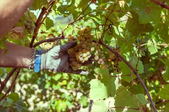 Woman farmer trim sauvignon grape with sscissors from plant in wine farm in summertime harvesting period