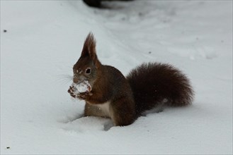 Squirrel holding snowball in hand standing in snow looking left