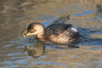 Little Grebe with fish in beak and mirror image swimming in water seen on the left