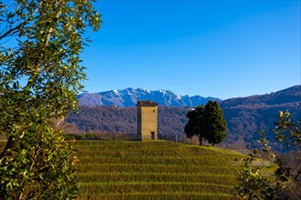 Vineyard in Collina di Oro with Mountain View in Lugano