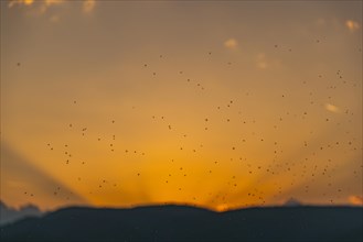 Swarm of mosquitoes in front of rays of the setting sun