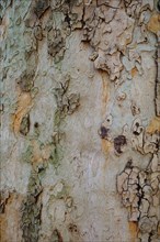 Tree bark as background