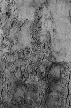 Tree bark as background