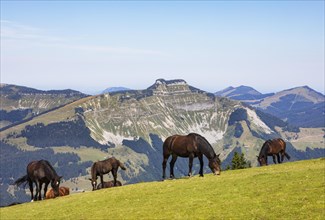 Herd of horses at the summit cross on the Trattberg with a view of the Schmittenstein