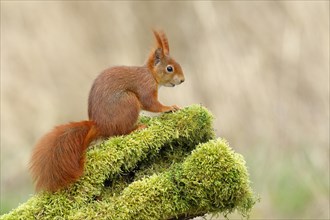 Eurasian red squirrel