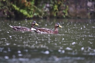 Ducks in rainy weather