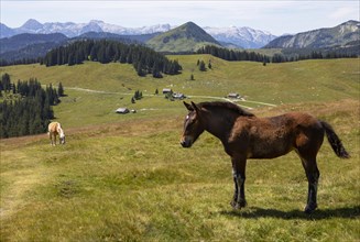 Horses on the alpine pasture on the way to Thorhoehe