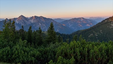 Healthy mountain forest in the Eastern Chiemgau Alps nature reserve at sunrise