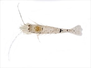 North Sea shrimp