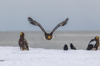 Stellers eagle in flight above white snow. Flies towards camera. Hokkaido island