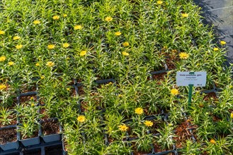 A bed of flowering plants inula ensufolia