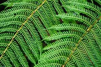 Close up view Sphaeropteris cooperi or Cyathea cooperi lacy tree fern