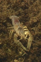 Crayfish