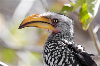 Red-ringed Hornbill or Southern Yellow-billed Hornbill