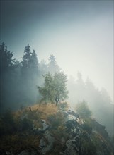 Solitary tree on the top of a hill surrounded by dense mist and a fir forest on the background. Beautiful and moody autumnal scene in Carpathian mountains
