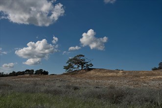Solitary pine tree in the inland dune landscape near Klein Schmoelen