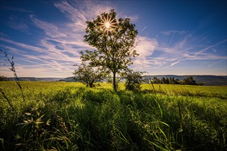 Lone deciduous tree in a field with sunstar