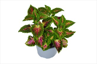 Painted nettle 'Coleus Blumei' plant with dark pink veins in flower pot on white background