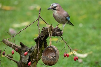 Eurasian Jay standing on tree stump with food bowl and red berries
