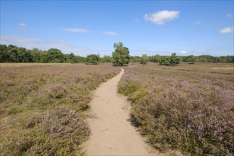 Path through the flowering heathland