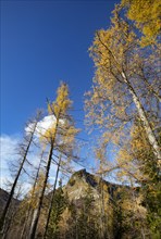 Autumnal yellow lark forest on the Genneralm with view to the Holzeck
