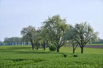 Pear trees